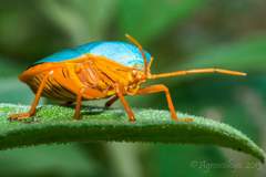 Edessa rufomarginata