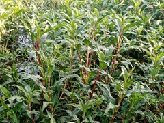 Persicaria