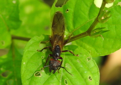 Myrmotarsus