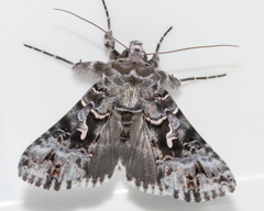 Ctenoplusia lavendula