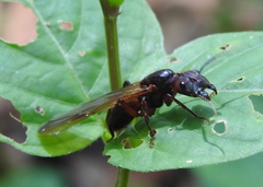 Myrmotarsus