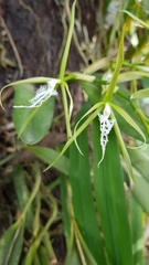 Epidendrum ciliare