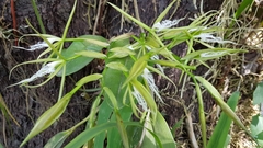 Epidendrum ciliare