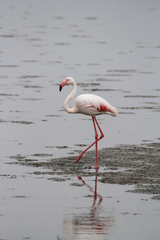 Phoenicopterus roseus