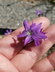 Triodanis perfoliata