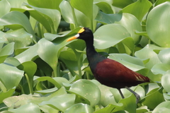 Jacana spinosa