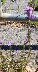 Triodanis perfoliata