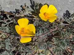 Eschscholzia californica maritima