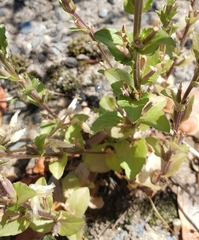 Triodanis perfoliata