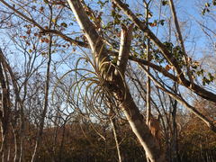 Tillandsia exserta