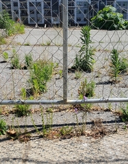 Triodanis perfoliata