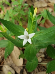 Spigelia texana