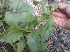Senecio rufiglandulosus