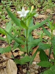 Spigelia texana