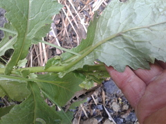 Senecio rufiglandulosus