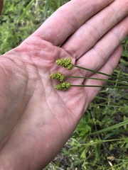 Carex mesochorea