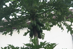 Carica papaya
