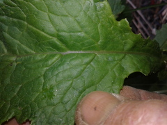 Senecio rufiglandulosus