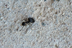 Pheidole rhea