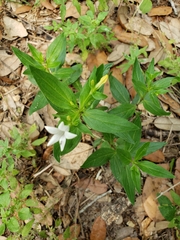 Spigelia texana