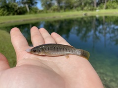 Fundulus confluentus