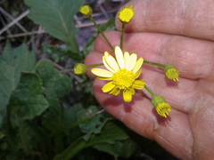 Senecio rufiglandulosus