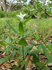 Spigelia texana