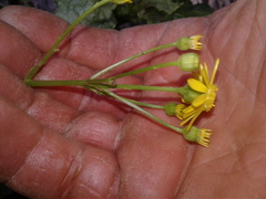 Senecio rufiglandulosus