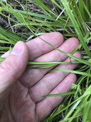 Carex mesochorea