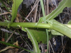 Senecio rufiglandulosus