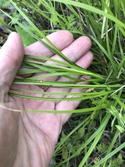 Carex mesochorea