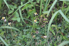 Tridax procumbens