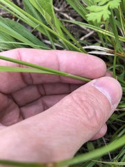 Carex mesochorea