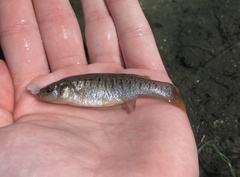 Fundulus confluentus