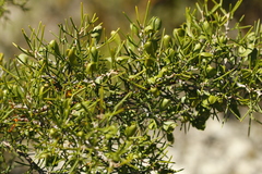 Hakea trifurcata