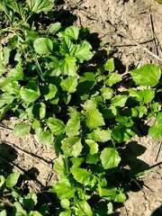 Rhynchosida physocalyx