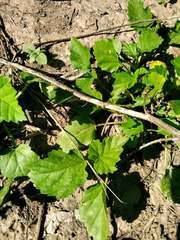 Rhynchosida physocalyx