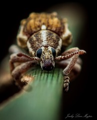 Iptergonus bifurcatus