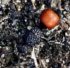 Ephutomorpha distinguenda