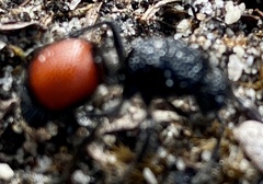 Ephutomorpha distinguenda