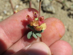 Acmispon decumbens
