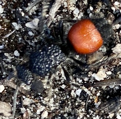 Ephutomorpha distinguenda