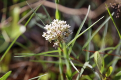 Asclepias michauxii