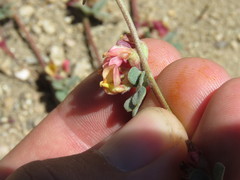 Acmispon decumbens