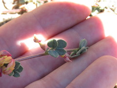 Acmispon decumbens