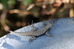 Sceloporus consobrinus