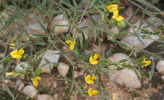 Zornia linearis