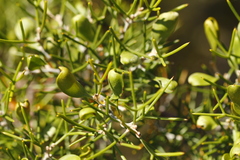 Hakea trifurcata