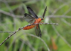 Pterotus obscuripennis