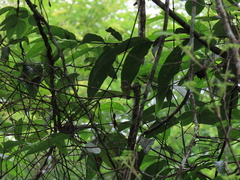 Hemitriccus striaticollis